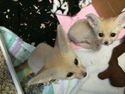 Fennec Foxes 12 Weeks Old Ready- xxx-xxx-xxxx