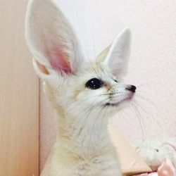 Fennec fox babies for sale by license breeders