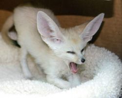Boy and Girl Fennec Foxes