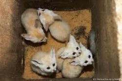 adorable fennec foxes ready!