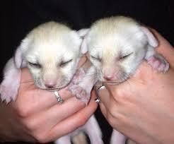 fennec fox babies now available