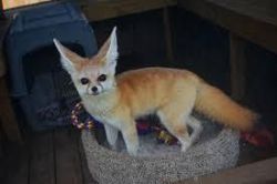 male fennec fox available
