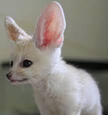 male fennec fox available