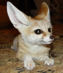 female fennec fox available