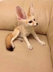 interesting fennec foxes available