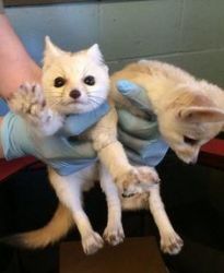 lovely fennec foxes
