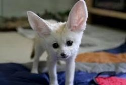 Adorable Fennec Fox Ready For A Caring Home