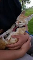 adorable fennec foxes ready