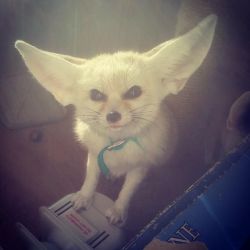 Fennec fox kits for rehoming