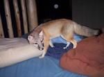 Home raised fennec fox babies available now