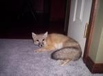 Fennec Foxes Arctic Foxes And Pets For Sale