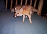 cute fennec fox and kinkajou available -