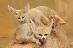 lovely fennec fox for sale