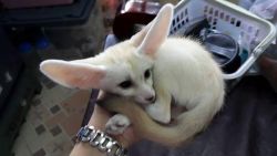 Very cute and healthy Fennec Fox kit