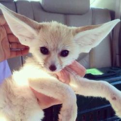 Excellent Fennec Foxes of prefect quality.
