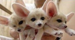 Sweet Gorgeous Male And Female Fennec Foxes.