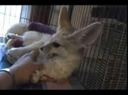 cute males and females fennec foxes