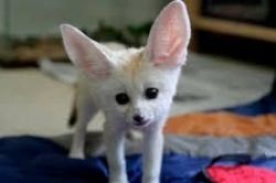 interesting males and females fennec foxes