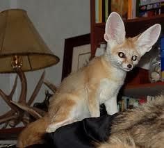 Adorable Fennec Foxes For Re-homing