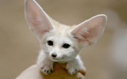 cute fennec fox for adoption