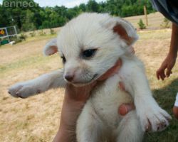 Fennec Fox available for sale now