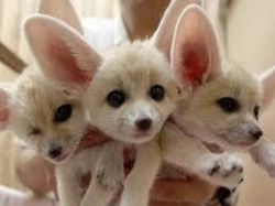 classic males and females fennec foxes
