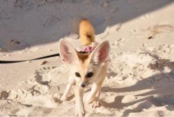 Best Companion Fennec Fox For Perfect Homes