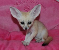 Very playfull Fennec Fox for great home