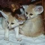 simple males and females fennec foxes ready