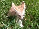sweet baby fennec fox for adoption