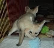 special fennec foxes for everlasting homes