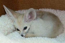 Adorable fennec fox for sale