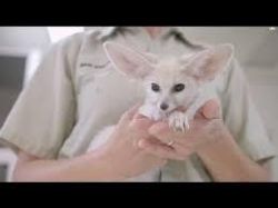 male and female fennec fox for adoption