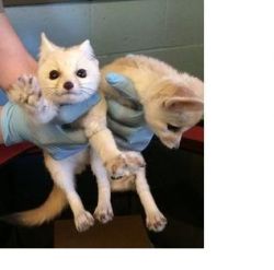good fennec foxes available