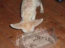 adorable male and female fennec foxes available