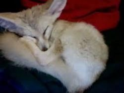 male and female fennec fox now available