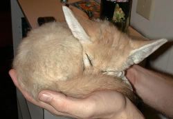 We Have Fennec Foxes Ready