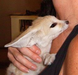 Male And Female fennec fox -