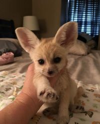 Gorgeous quality Fennec Fox Babies Available