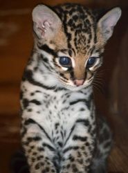 Exotic Cats for Sale