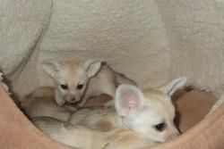 male and female fennec foxes ready