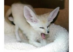 Awesome Fennec foxes for adoption male and female.