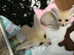 male and female fennec fox ready