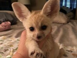 Sweet and playful fennec fox babies