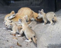 Cute Fennec foxes for sale to lovely homes