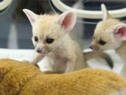 Lovely Fennec foxes for sale