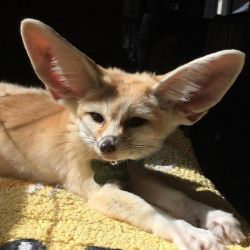 3 months Old Fennec Fox Available