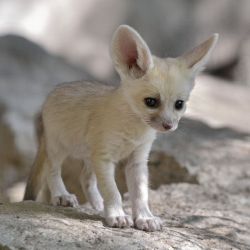 Adorable male and female fennec fox