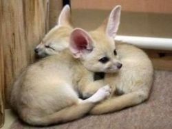 12 Weeks Old Fennec Fox Available