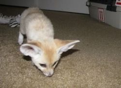 Registered Fennec fox for sale